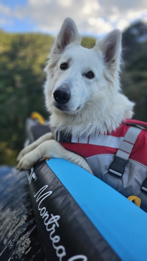navegar con perro kayak sevylor montreal
